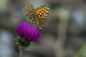 Farfalla, falena, insetto macro. Insetto macro su fiore, farfallina su fiore, polline