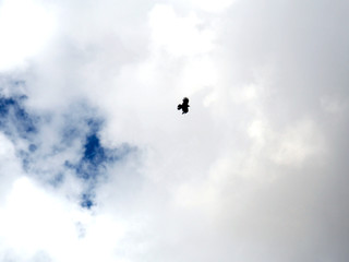 Obraz na płótnie Canvas single bird flying The cloudy sky