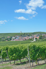 Weinort Vendersheim in Rheinhessen mit seinem Weinbergsturm,Rheinland-Pfalz,Deutschland