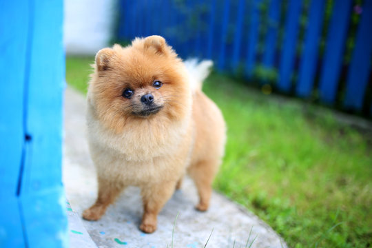 Pomeranian dog outdoor. Pomeranian dog near blue fence. Beautiful and clever dog