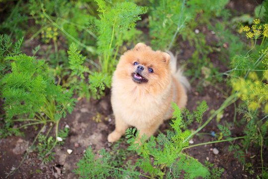 Pomeranian dog in the garden. Dog outdoor. Beautiful animal