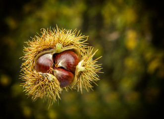 chestnuts autumn tree