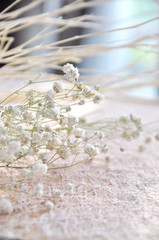 Little White Flower with Stick on Background