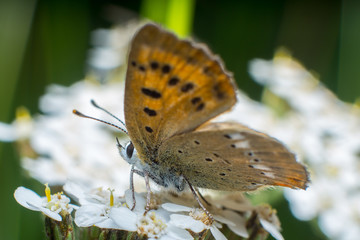 Farfalla, falena, insetto macro. Insetto macro su fiore, farfallina su fiore, polline