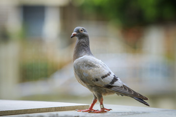 young speed  racing pigeon birds © stockphoto mania