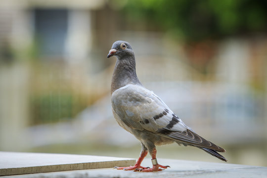 young speed  racing pigeon birds