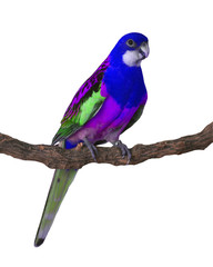 colorful Parrot bird