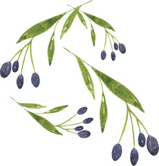 Set of olive branches drawn by watercolor on white background. Hand drawn vector illustration.