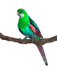 colorful Parrot bird