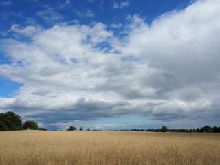 Obraz premium Getreidefeld auf Rügen, Ostsee