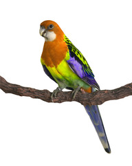 Fototapeta na wymiar colorful Parrot bird