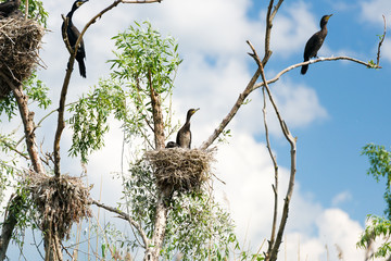cormorant nests in a tree in Danube Delta, Romania