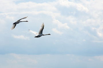 Fototapeta na wymiar Mute Swans in flight