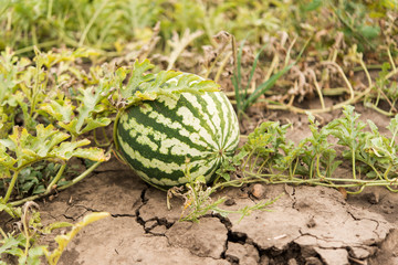 Watermelons on the watermelon plantation