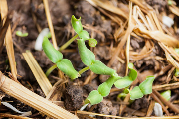 Green sprout growing from seed