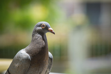 close up pigeon birds with blurry background