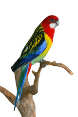 Obraz premium Eastern Rosella Parrot bird