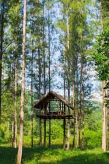 High seat in the forest in Thailand