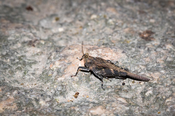 This is a photo of one kind of hopper, was taken in XiaMen botanical garden, China.
