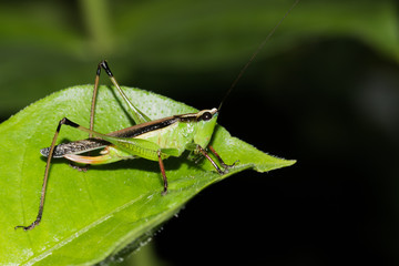This is a photo of one kind of hopper, was taken in XiaMen botanical garden, China.