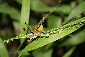 This is a photo of one kind of hopper, was taken in XiaMen botanical garden, China.