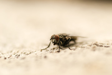 fly