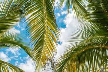 Fototapeta premium Palm leaves over blue sky background