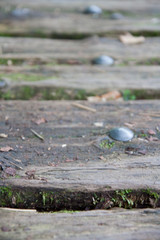 There was a road of rotten wood and advance in the forest