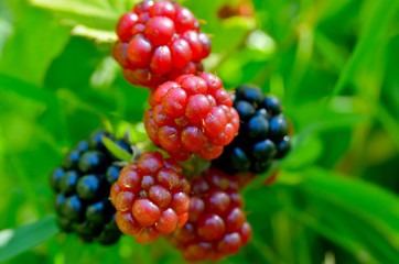 Large blackberries ripen in the garden. Harvest berries in the summer season.