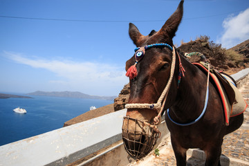 mulo nel percorso pedonale da Fira al porto (isola di Santorini)