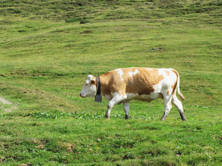 Fototapeta na wymiar Single cow in an alpine pasture . Sesto Dolomites, South Tyrol, Italy