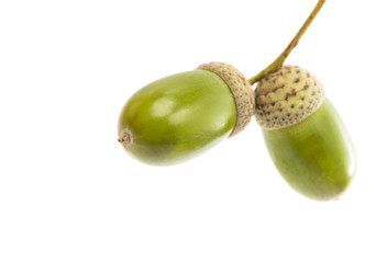 Green acorn