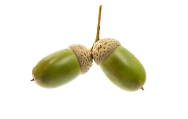 Green acorn
