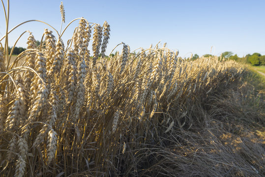 Reifer Weichweizen kur vor der Ernte auf einem Feld