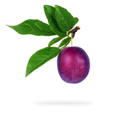 Plum on a white background