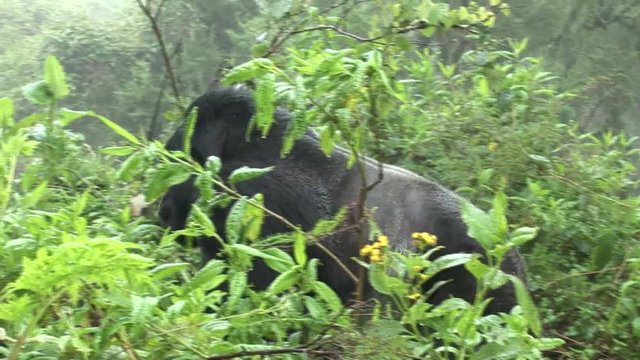 Wild Gorilla Rwanda tropical Forest 