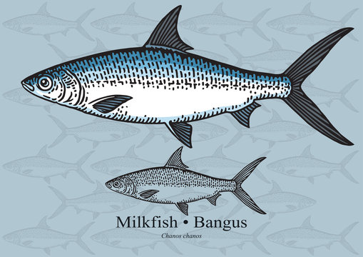 Milkfish (Bangus). Vector illustration for artwork in small sizes. Suitable for graphic and packaging design, educational examples, web, etc.