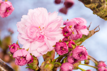 Branch with pink cherry blossoms