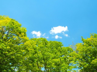 夏の公園の欅