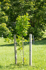 Young tree supported by sticks