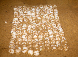 Naklejka premium Loggerhead Turtle Egg Clutch Mon Repos Beach Bundaberg Queenslan