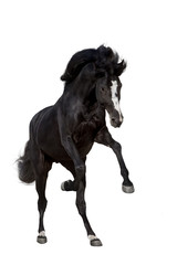 Fototapeta na wymiar Black stallion with long mane in motion isolated on white background