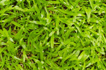 Green grass background