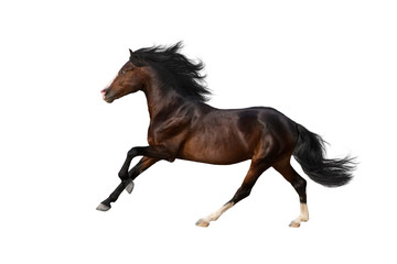 Bay stallion with long mane in motion isolated on white background