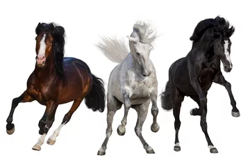 Fotobehang Drie paarden lopen geïsoleerd op een witte achtergrond © callipso88