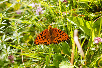 A fritillary butterfly ,Argynnis paphia, sitting on a wildflower in a meadow