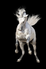Fototapeta na wymiar White stallion with long mane rearing up isolated on black background