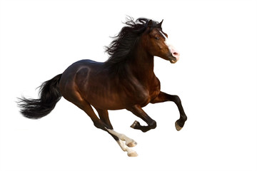 Fototapeta na wymiar Bay stallion with long mane in motion isolated on white background