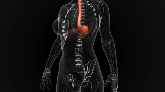 Digestive system