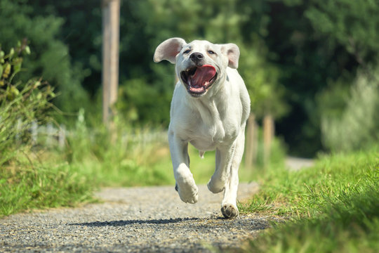 Junger Labrador Hund Welpe l&auml;uft auf einem Weg mit heraush&auml;ngender Zunge - Grimasse